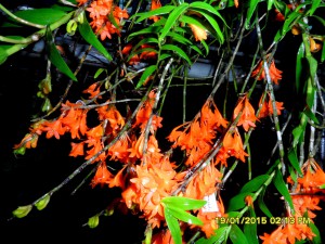 Dendrobium melianthum