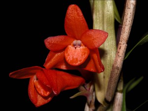 Dendrobium dillonianum