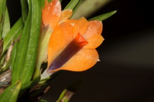 Dendrobium vexillarius orange