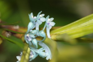 Cleisocentrum merrillianum