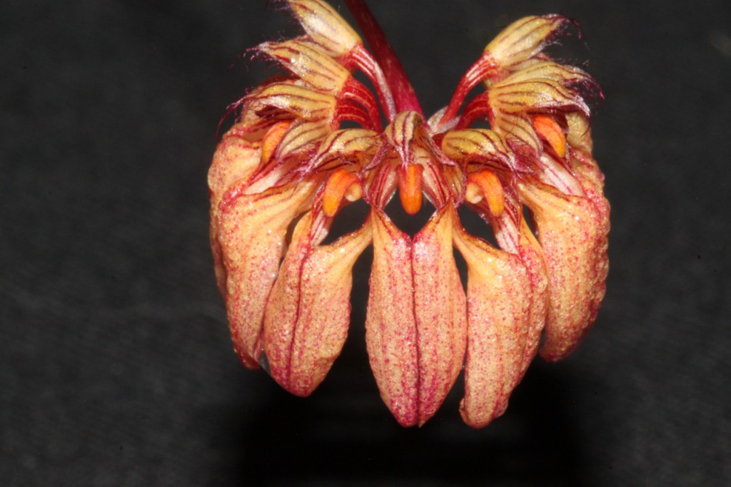 Bulbophyllum sikkimense