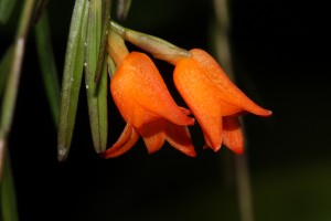 Isochilus aurantiacus