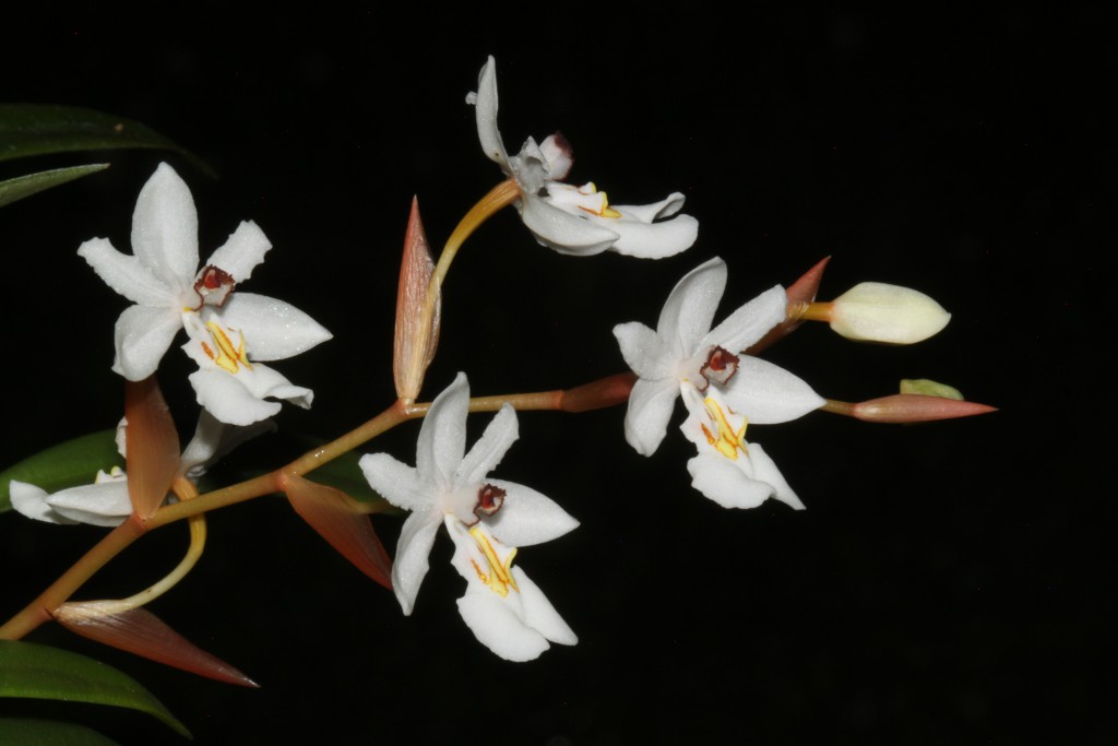 Chelonistele maximae-reginae, Blütenstand 
