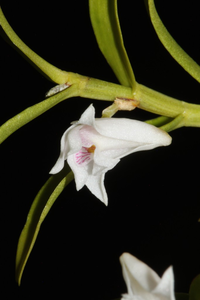 Dendrobium tenellum 