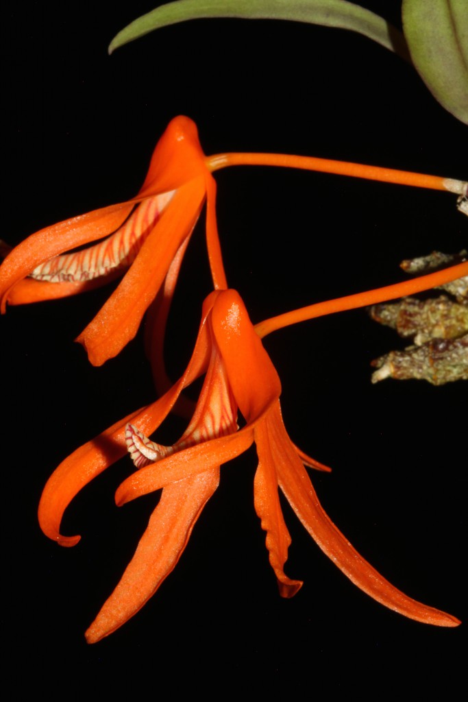 Dendrobium lamiyaiae