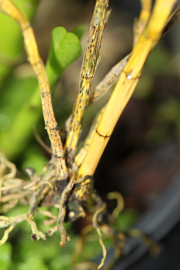 Dendrobium lawesii abgestorben 