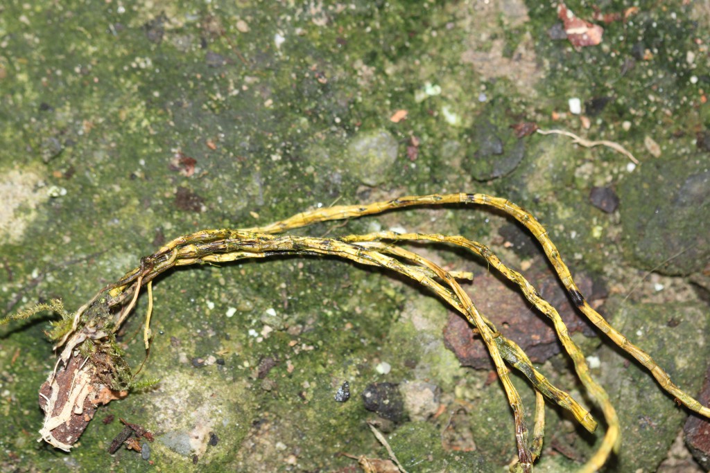 Dendrobium alaticaulinum abgestorben