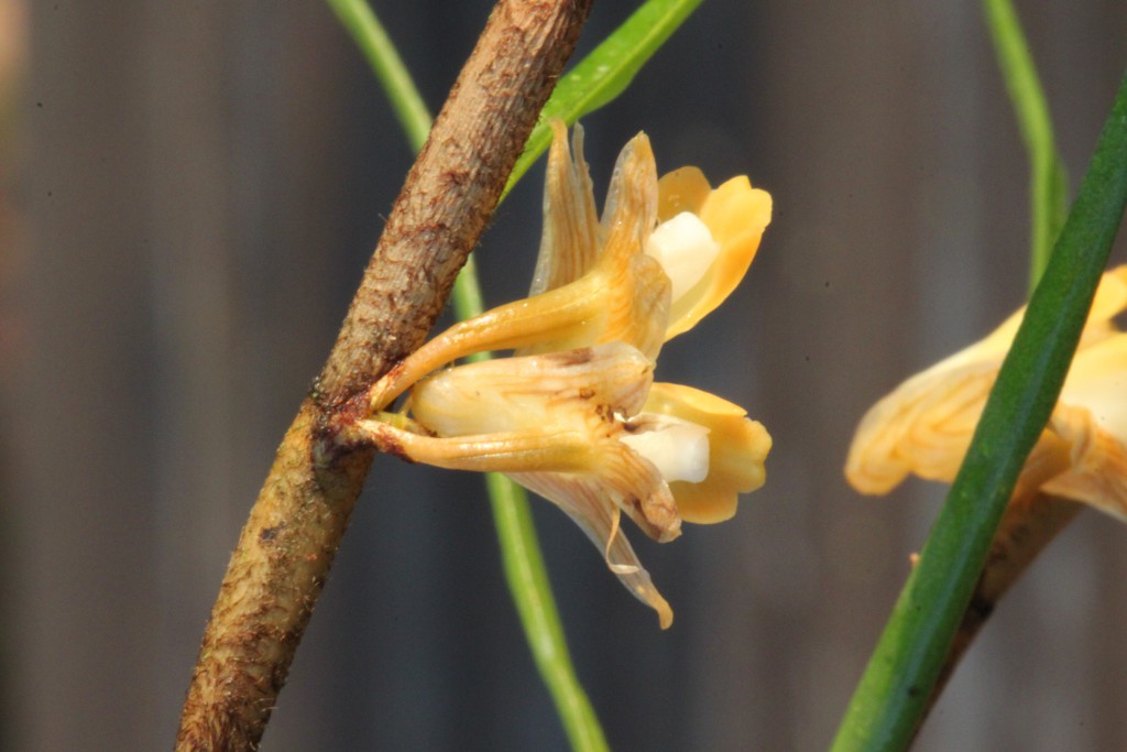 Dendrobium pinifolium