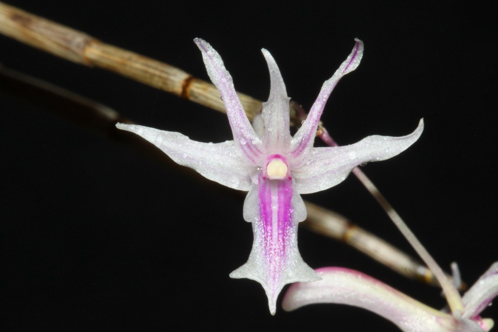 Dendrobium rantii