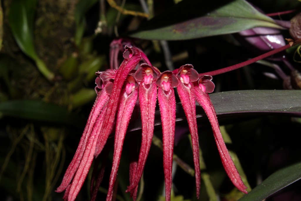 Bulbophyllum thaiorum 