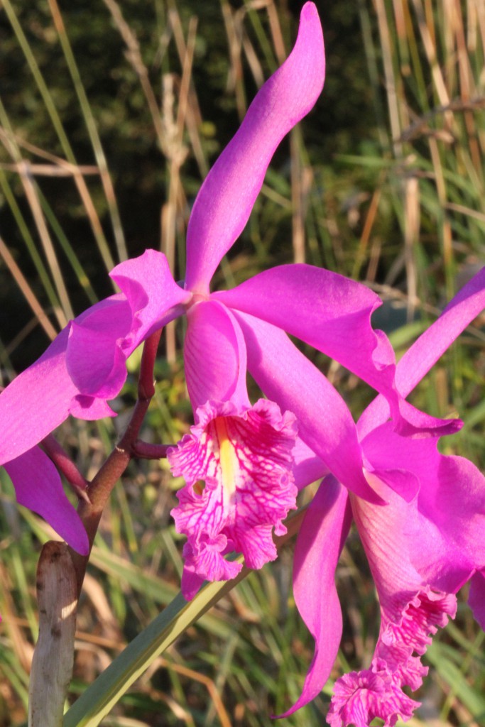 Cattleya maxima 