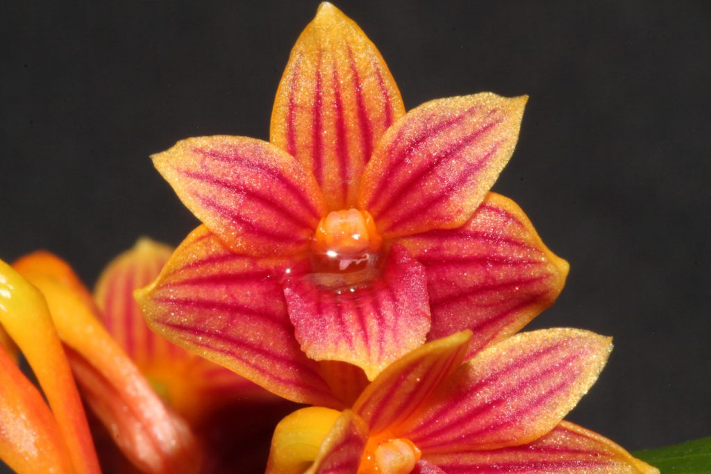 Dendrobium x usitae 