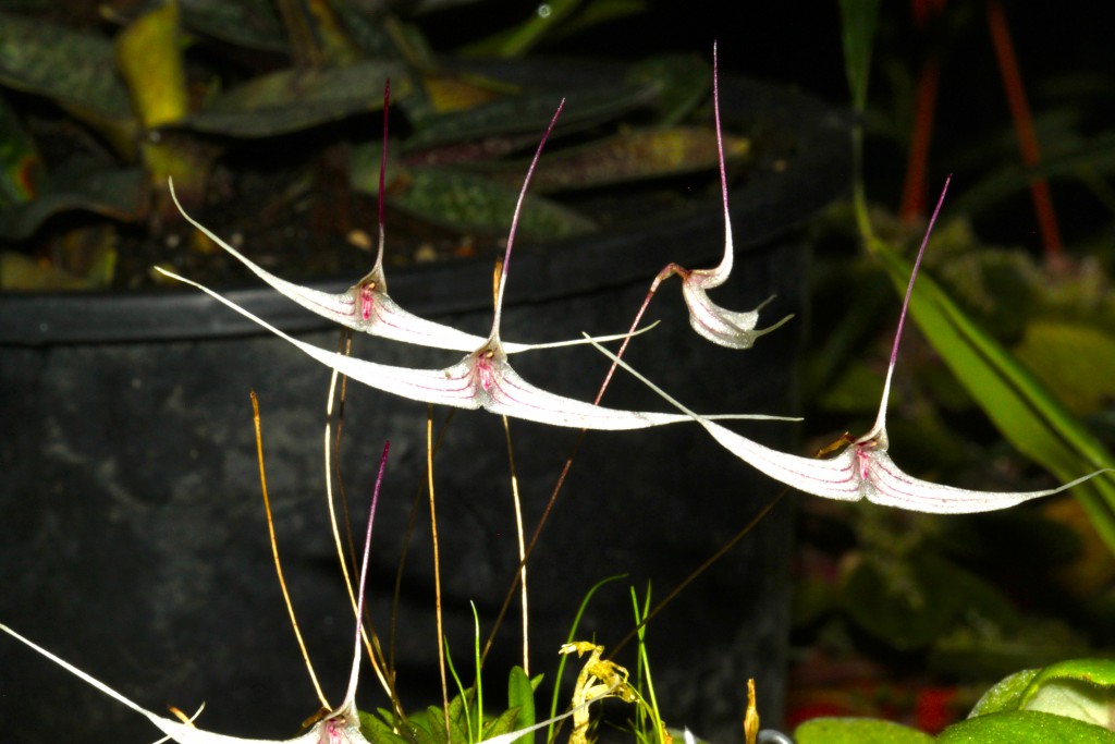 Trisitella hoeijeri