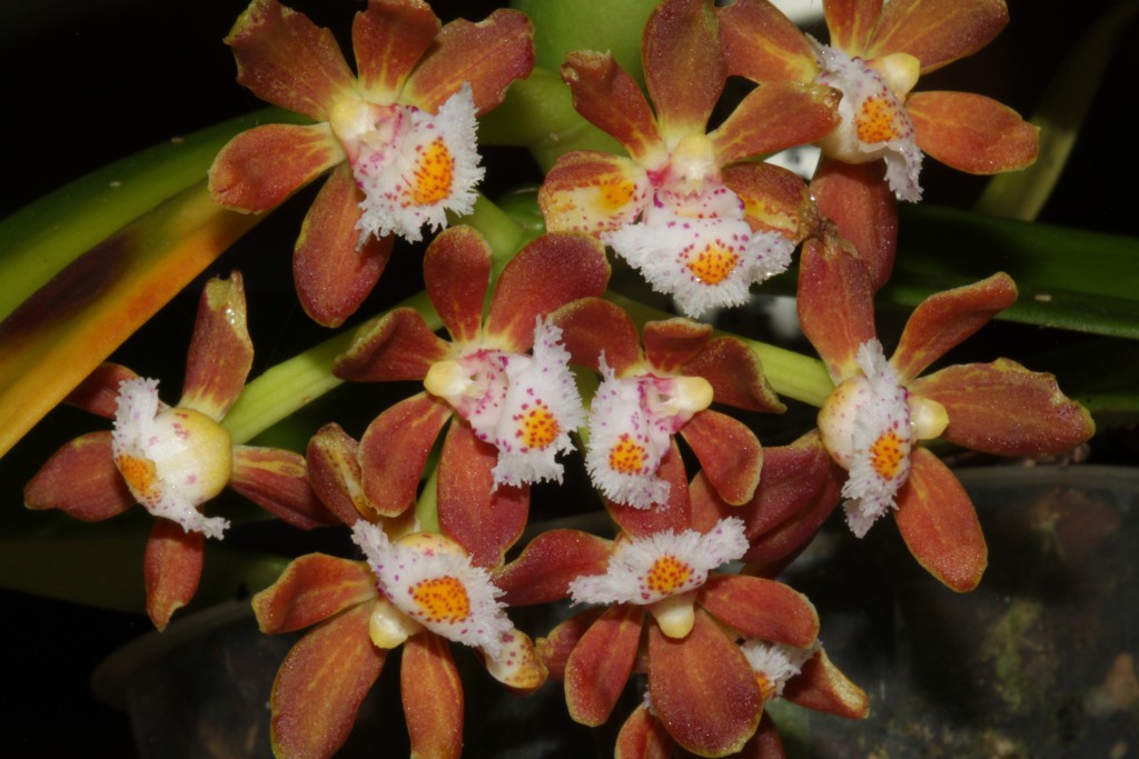 Gastrochilus acutifolia 