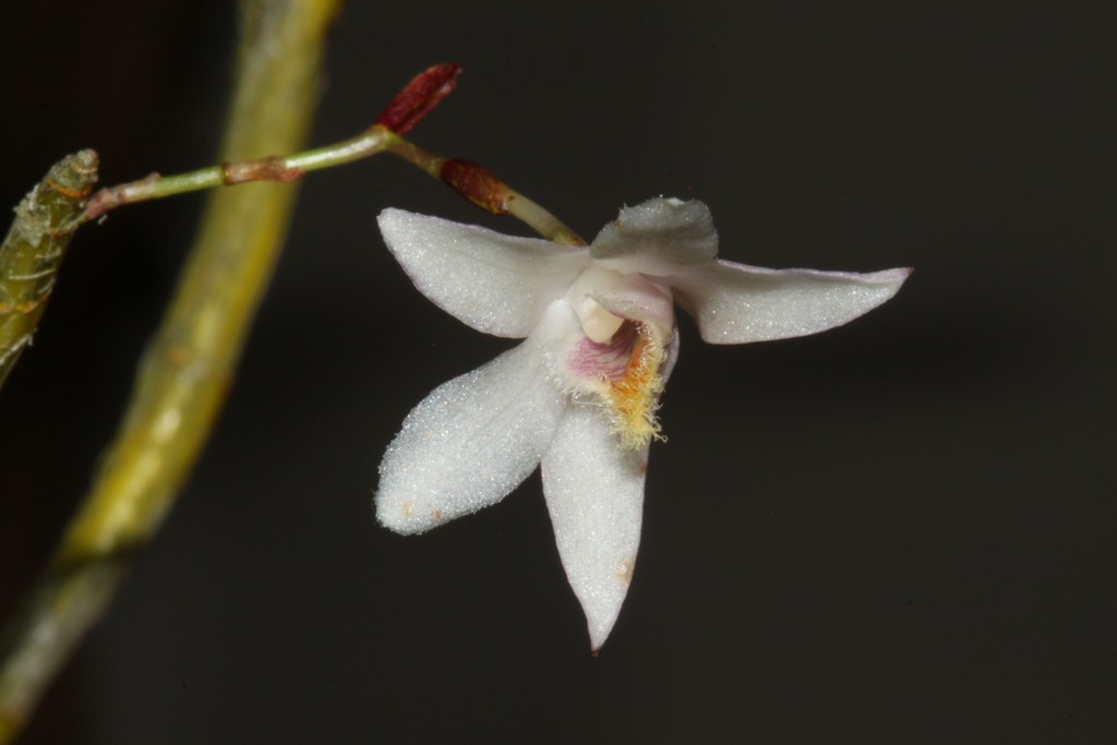Dendrobium stuposum