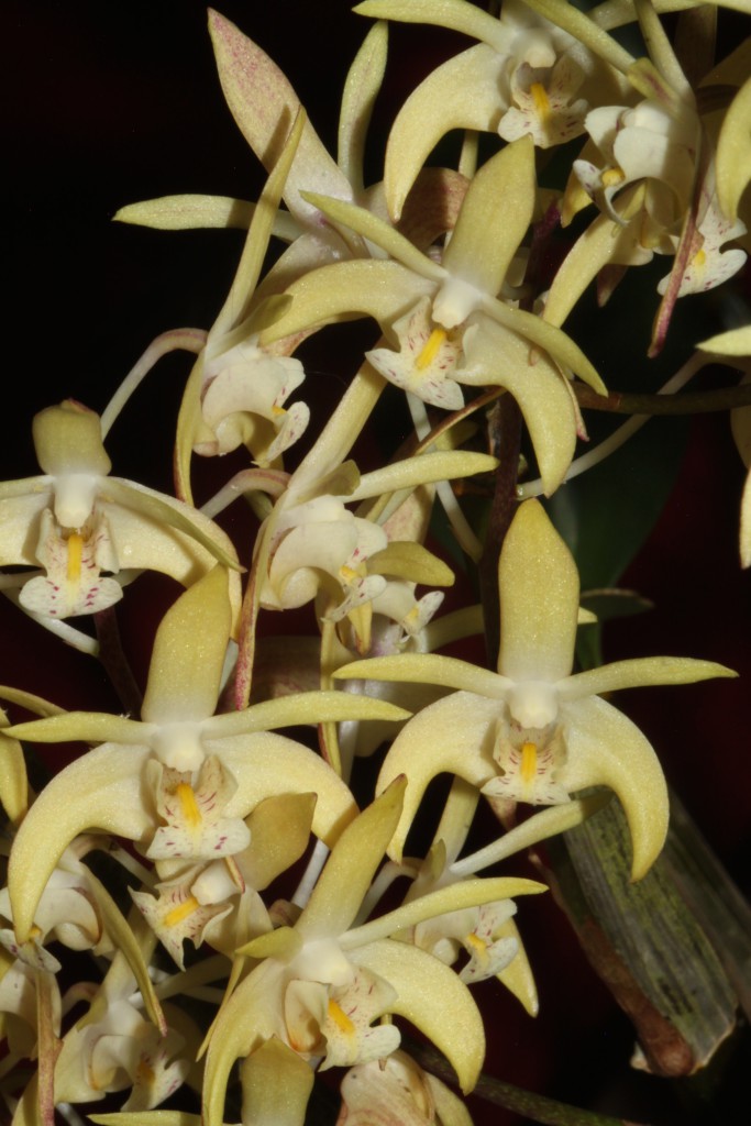 Dendrobium x suffusum