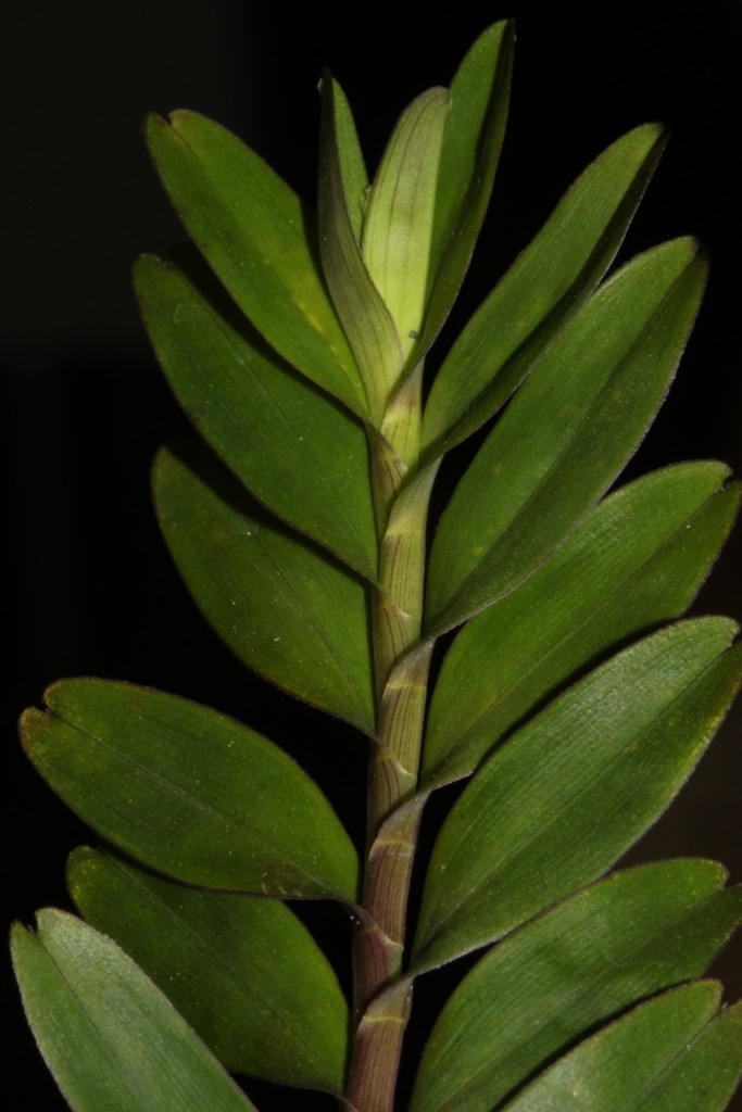 Neutrieb von Appendicula malindangensis