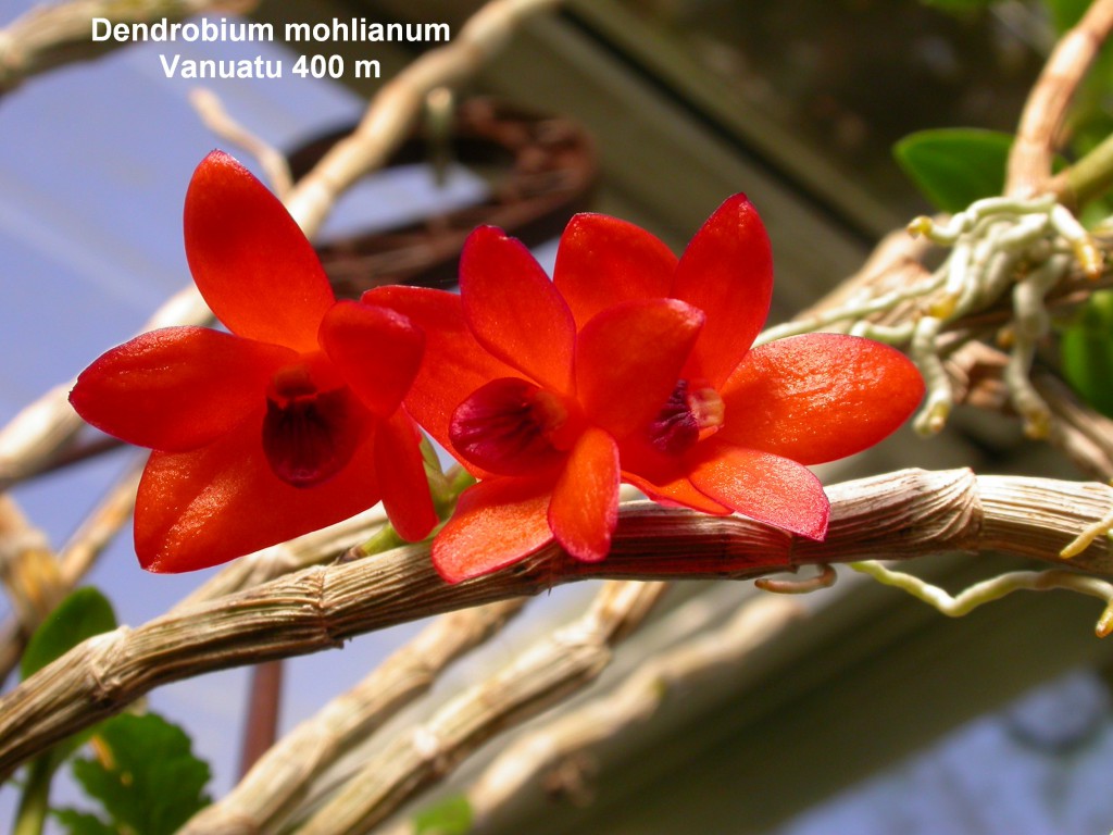 Dendrobium mohlianum 