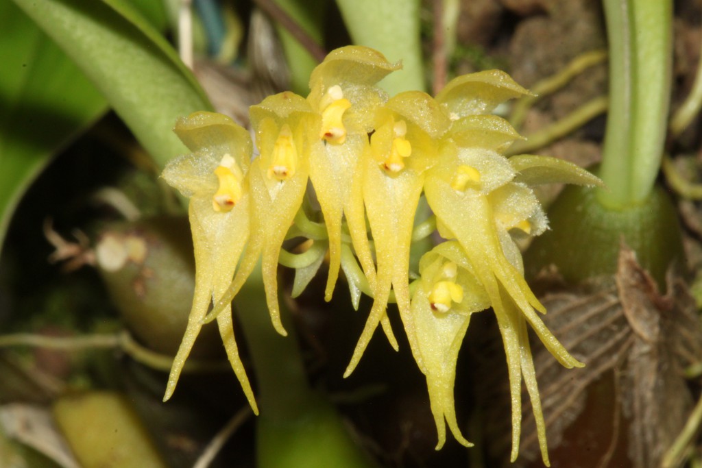 Bulbophyllum scrabatum