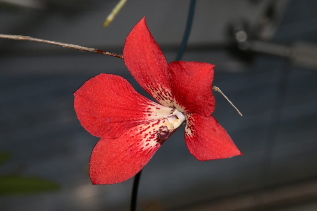 Dendrobium cinnabarinum