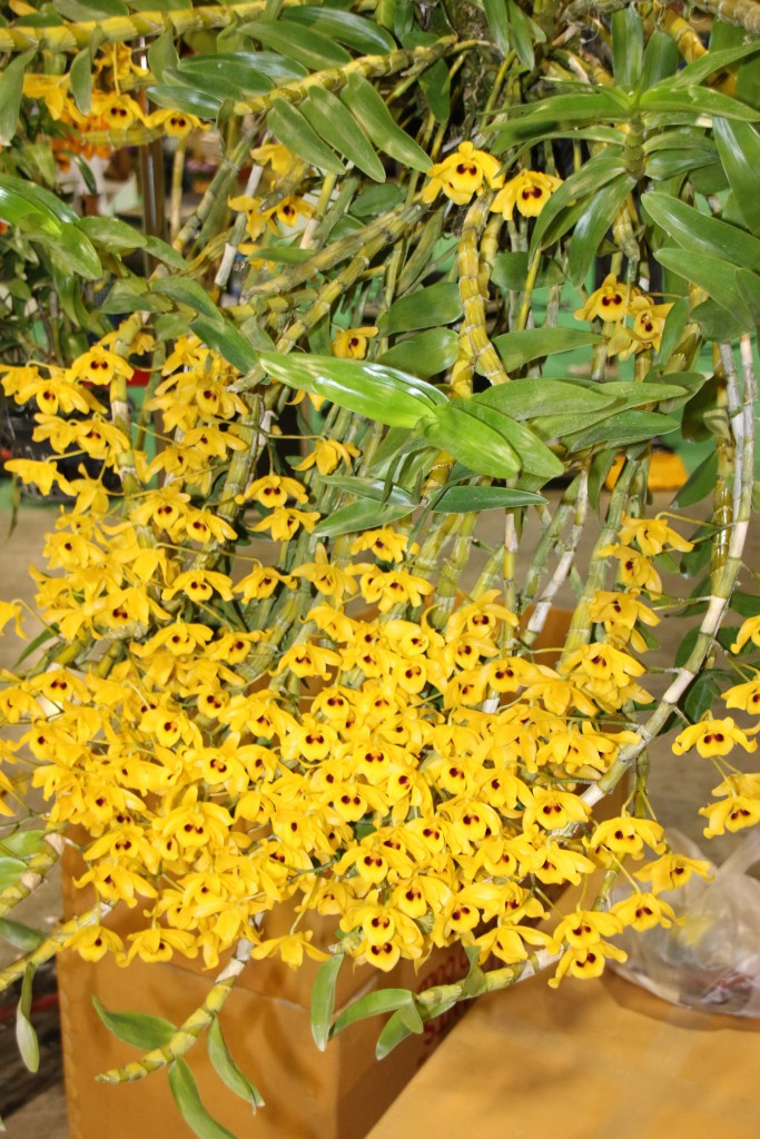 Dendrobium friedericksianum 
