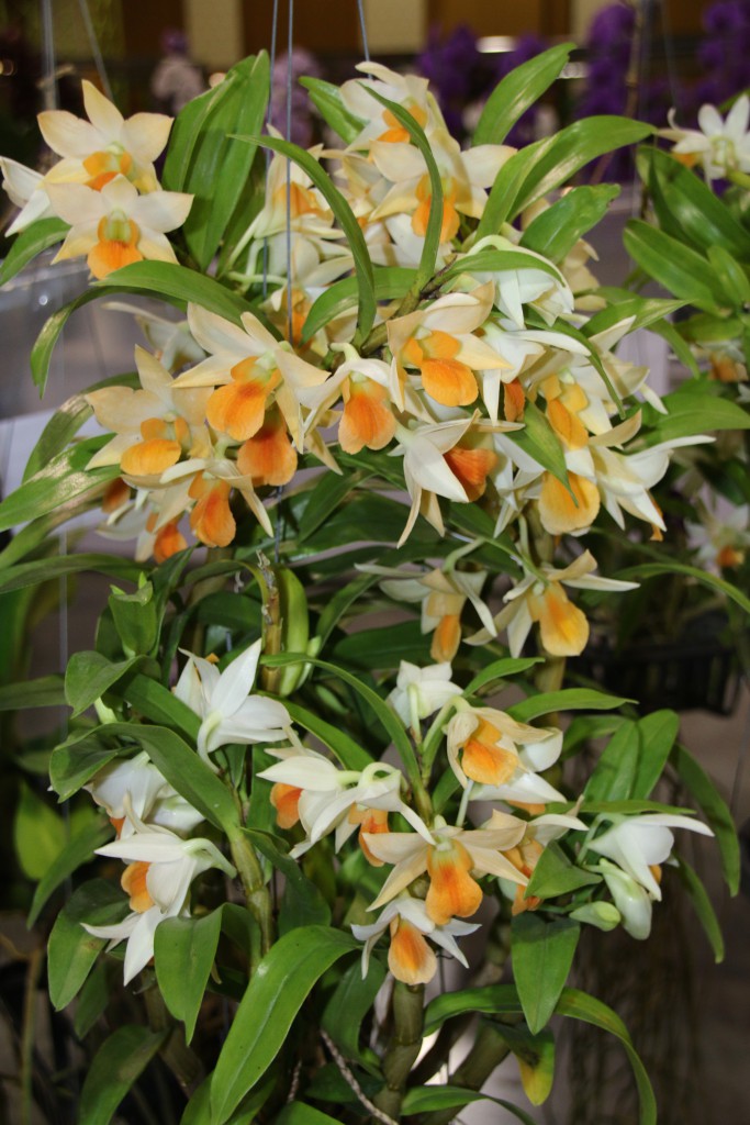 Dendrobium Frosty Dawn  Hybride 