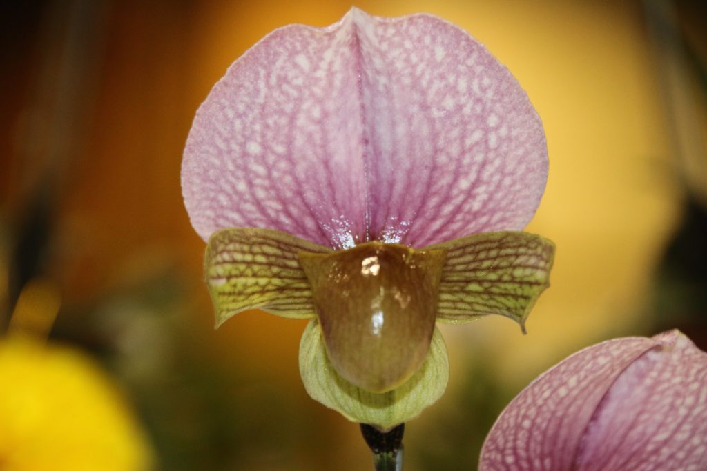 Paphiopedilum charlesworthii 