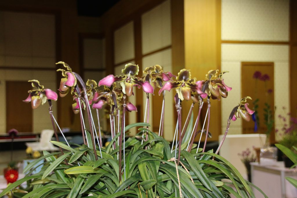 Paphiopedilum hirsutissimum 