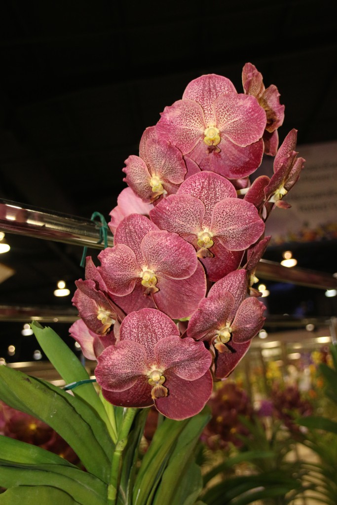 Vanda Adisak Happiness