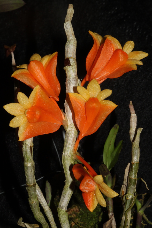 Dendrobium chrysopterum 