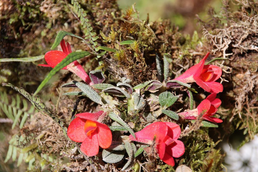 Dendrobium cuthbertsonii am Standort Tari Gap 