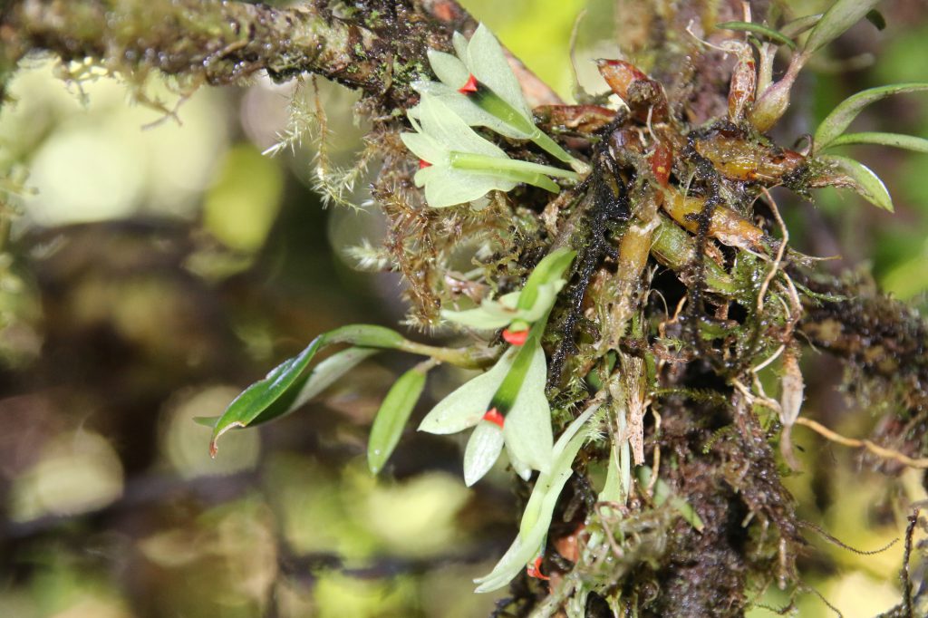 Dendrobium theionanthum 