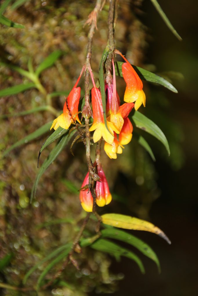 Dendrobium subclausum 