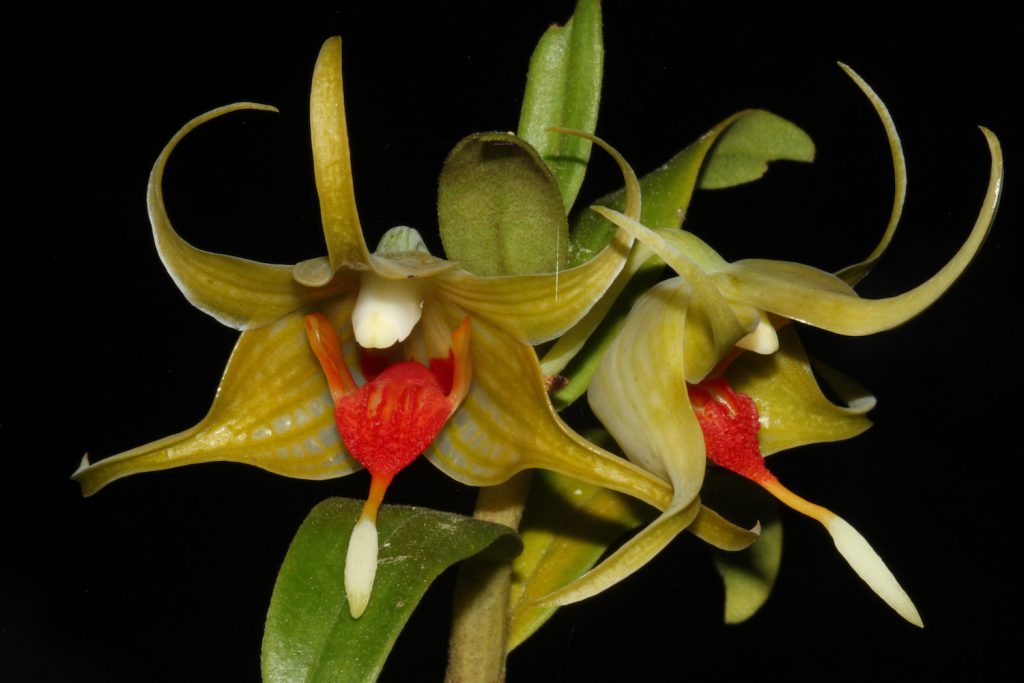 Dendrobium tobaense 