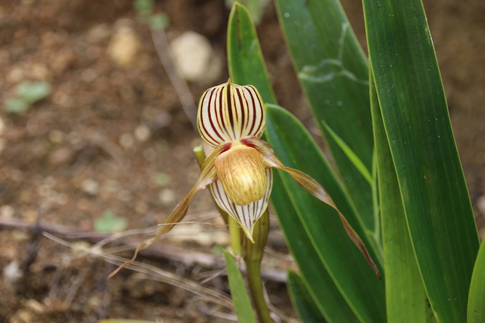 Paphiopedilum praestans in Blüte PNG