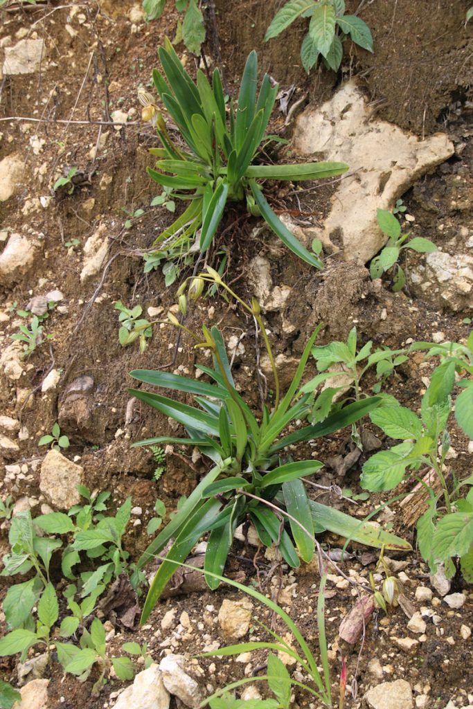 Paphiopedilum Pflanzen am Standort 