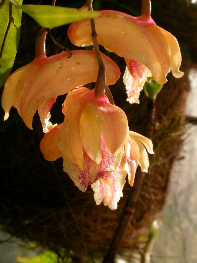 Dendrobium nudum 