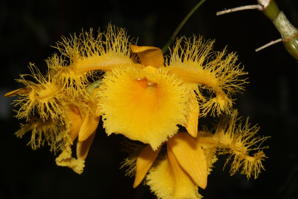 Dendrobium harveyanum 
