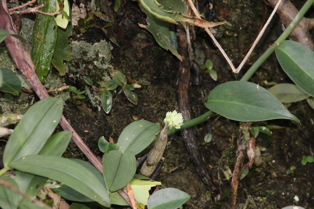 Dendrobium capituliflorum in PNG im Tieflandregenwald 
