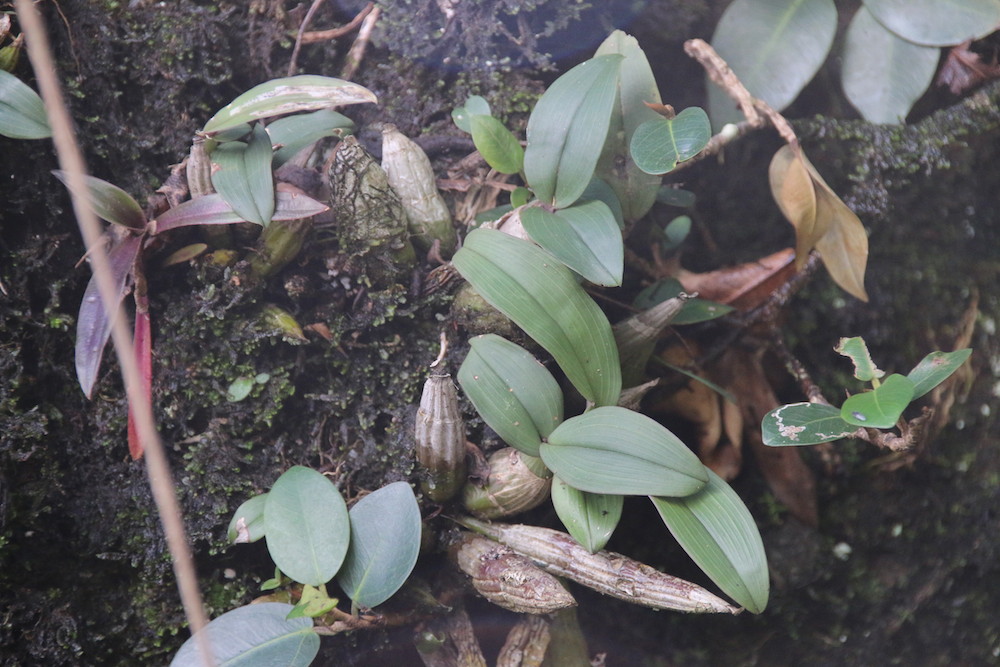 Pflanzen am dauernassen Standort in PNG 