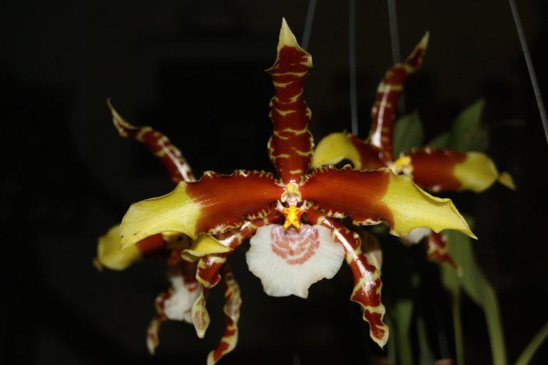 Odontoglossum grande Roland's OrchideenBlog