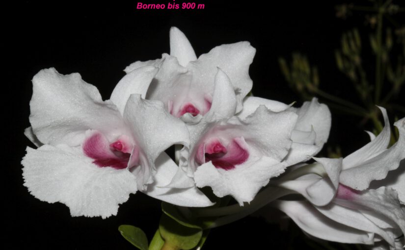 Dendrobium parthenium und Laelia tenebrosa